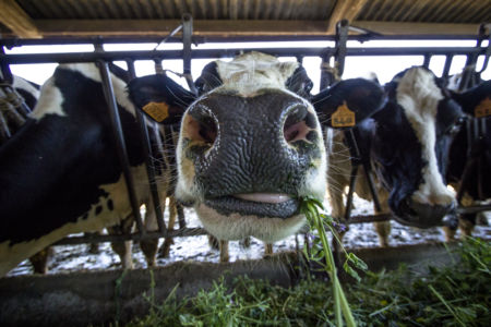 Bovini nutriti con erba verde