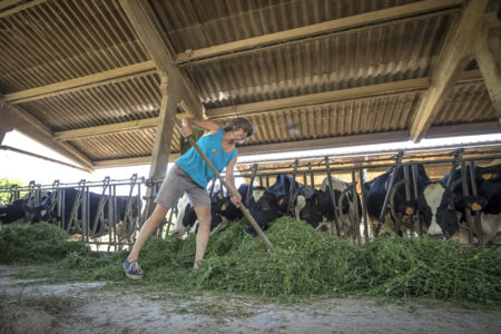 Bovini nutriti con erba verde