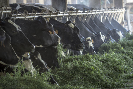 Bovini nutriti con erba verde