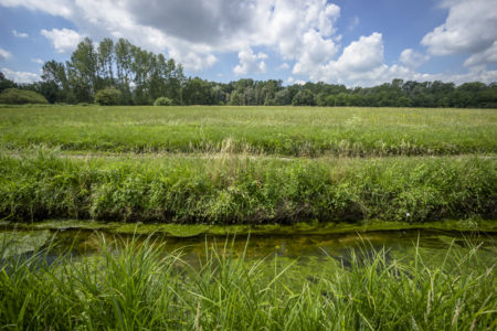 Paesaggio di marcita a Bernate - Parco del Ticino