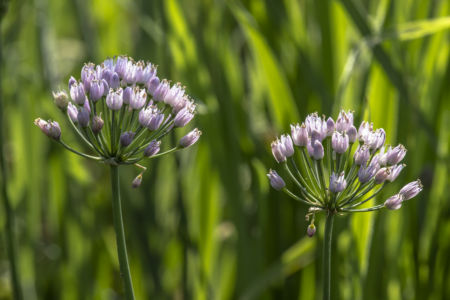 Alium angolosum, rara pianta tipica dei bordi di marcita - Parco del Ticino