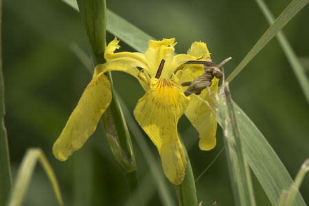 Iris - Parco del Ticino