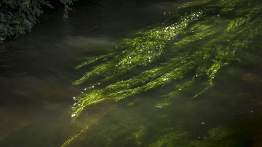 Vegetazione acquatica - Parco del Ticino