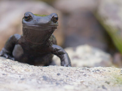 Salamandra di Lanza