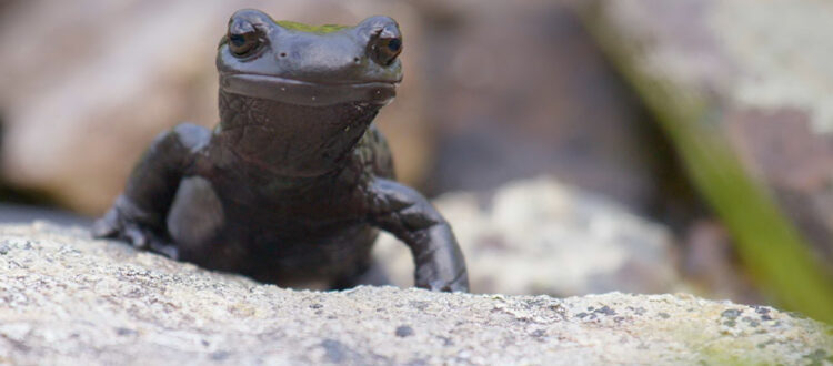 Salamandra di Lanza